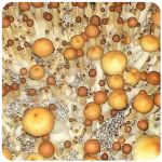 Псилоцибиновые (галлюциногенные)  грибы Psilocybin "Golden Teacher" в Калининце
