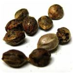 Семена марихуаны АК-47  (Seeds AK-47) в Калининце